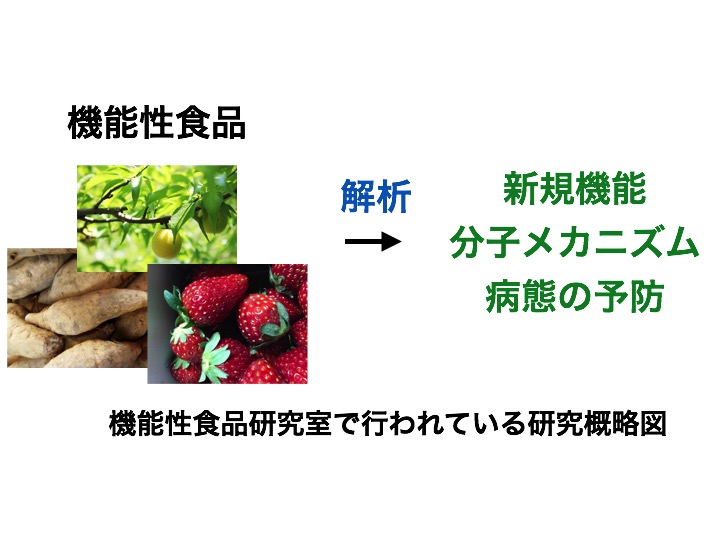 <機能性食品研究室で行われている研究概略図>