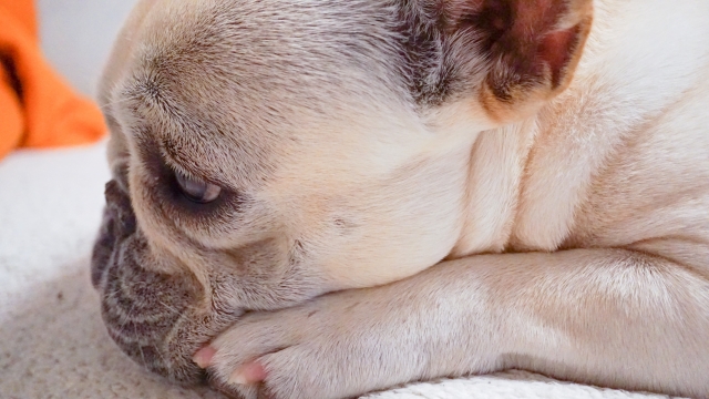 「内心こんな顔になることありませんか？犬の素直さが時々うらやましくなります」