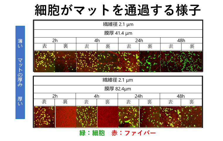 （図６）マットの厚みにより、細胞の裏面に達する違いがみられた