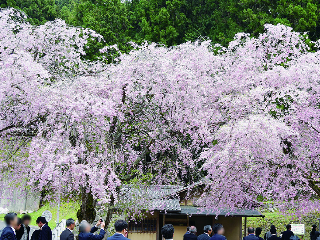 桜ライブキャスト