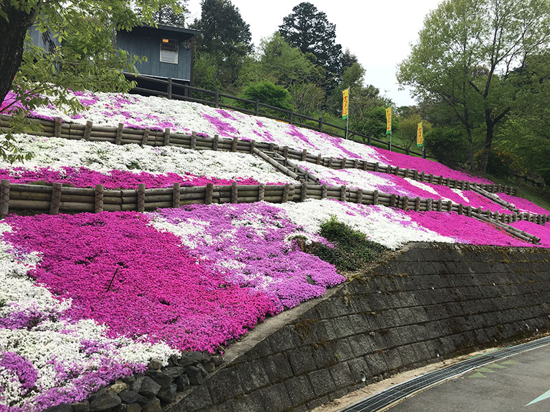 芝桜